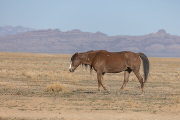 Majestic Wild Horse in the Utah Desert