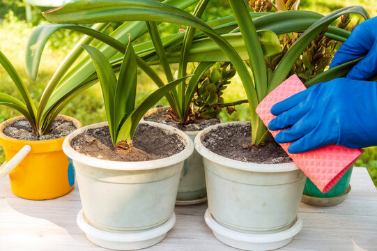 Houseplant Caretaker In Gloves Wipes Leaves. Houseplant Care Concept. Prevention Of Indoor Plants