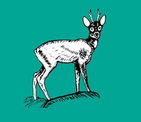 deer standing on the grass, children's art, animal coloring