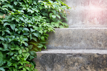 Vine leaves laying on concrete stairs.
