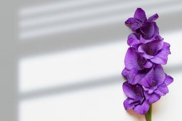 Single flower with purple petals on white background. Photo with copy blank space.