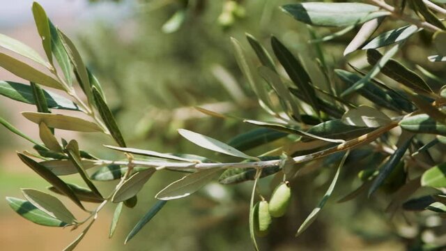 Olive oil drips from the green olives on the tree branch.