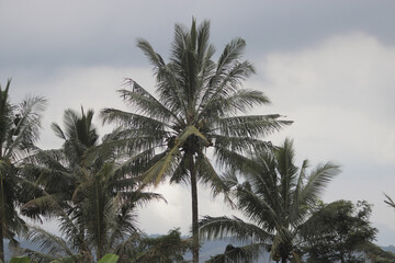 Fototapeta na wymiar Coconut tree against cloudy sky background in the morning.