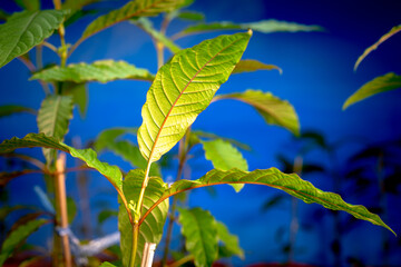 .Kratom seedlings..People use kratom pain relief .Laborers prefer to have strength Work and can...