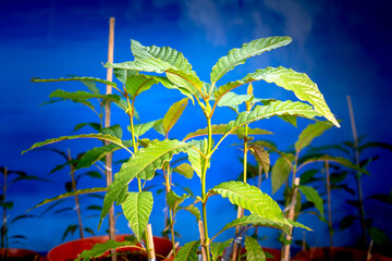 .Kratom seedlings..People use kratom pain relief .Laborers prefer to have strength Work and can withstand the sun for a long time outdoors without feeling tired..including recreational use..