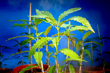 .Kratom seedlings..People use kratom pain relief .Laborers prefer to have strength Work and can...