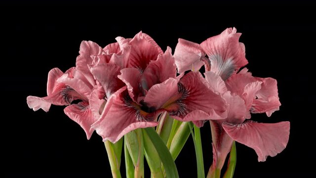 Frame-by-frame growing pink bouquet of irises flowers. Spring flowers irises blooming on a black background. Macro, 4k. Concept: easter, spring, love, birthday, valentine's day, holidays