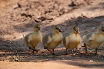 Four little goslings follow their mother down the street during the day.