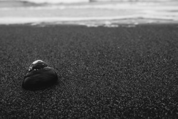 Beautiful detail of sea shell in the sand in the beach (in black and white)