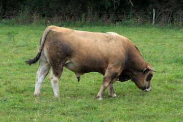 Young brown bull of Aubrac breed in his meadow