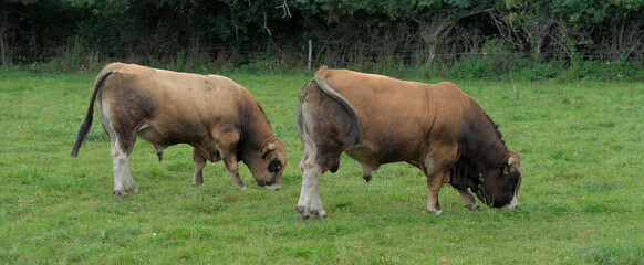 Young brown bull of Aubrac breed in his meadow