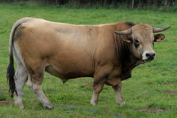 Young brown bull of Aubrac breed in his meadow