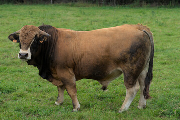 Young brown bull of Aubrac breed in his meadow