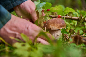The hands of a mushroom picker over a porcini mushroom.