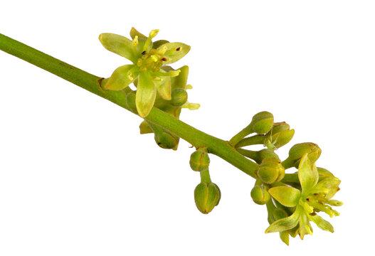 Flowers of the Avocado Tree
