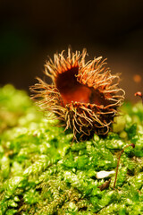 An open beech lying on the moss.