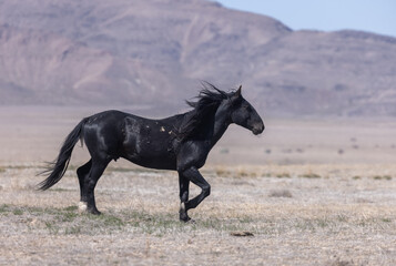 Fototapeta na wymiar Majestic Wild Horse in the Utah Desert