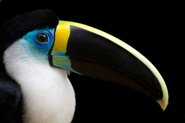 Toucan's Beak © Dillon Anderson