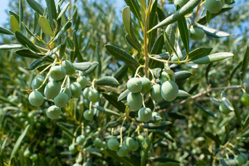 Olive branch. Green background. 