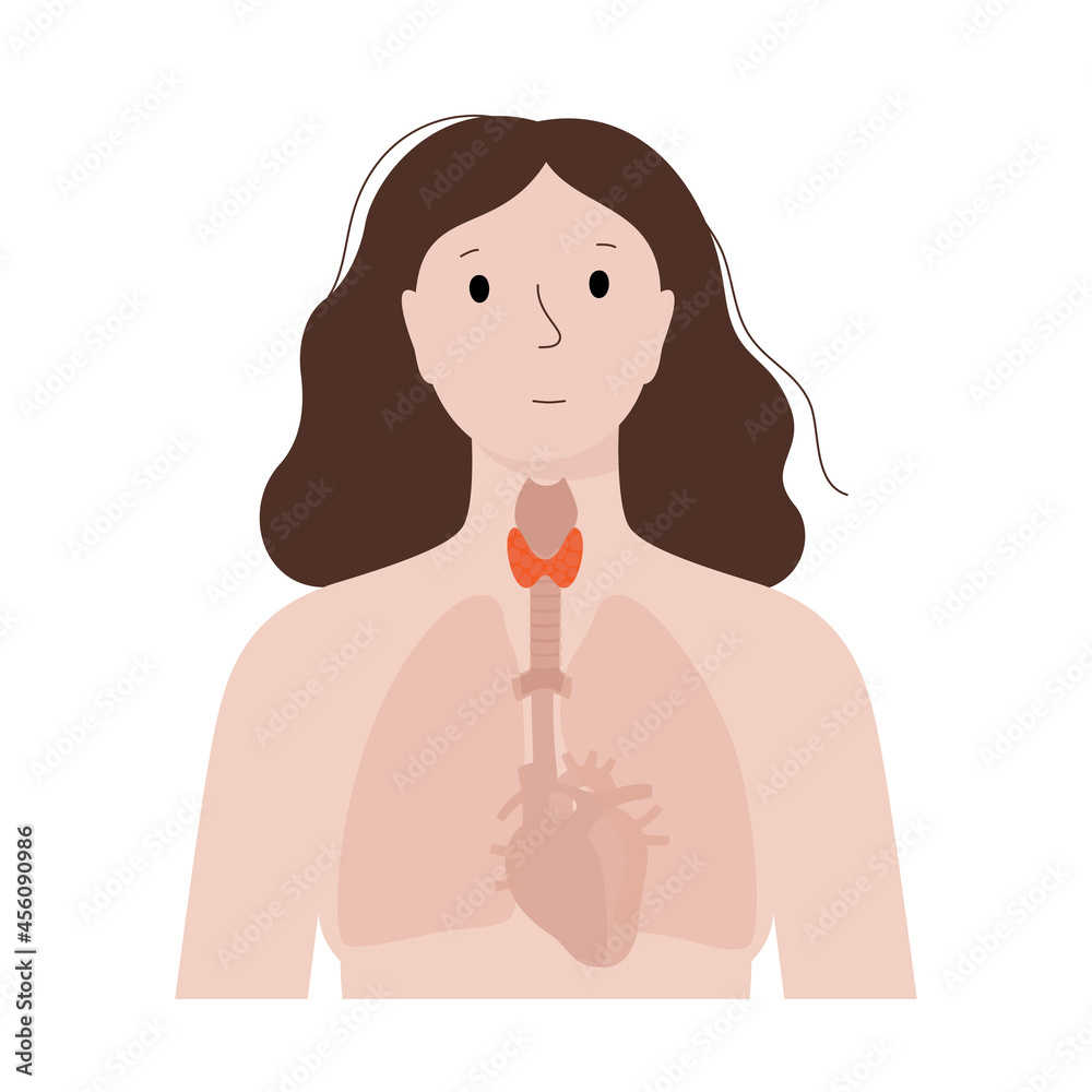 Poster Thyroid gland anatomy