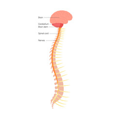 Spinal cord anatomy - obrazy, fototapety, plakaty