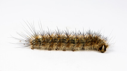 Caterpillar Genus Anthela