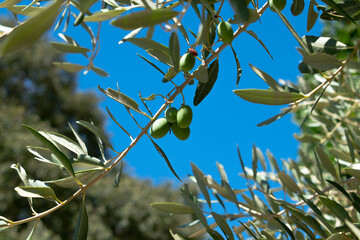 Olive branch on sky background. 