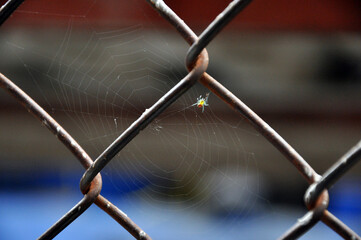 fence with wire spider araña tela