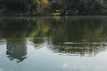 Fototapeta premium The water surface of the city pond with a floating duck. View of the pond on a sunny day with a reflection in the water.