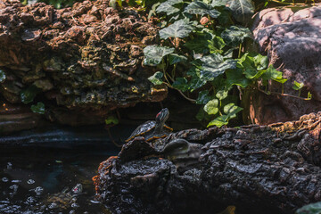 Red-eared turtle (Latin Trachemys scripta) near an artificial pond in the shade on a summer day.