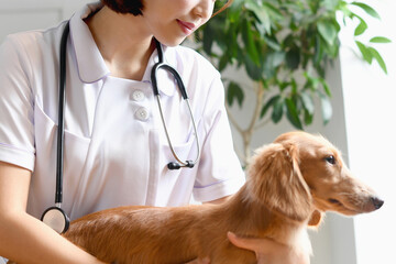 訪問ペットセレモニーそらみどり|平塚市で心を込めた個別火葬サービス