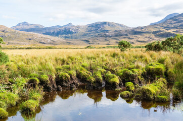 Marshlands in the Torridon region of Scotland
