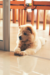 Beautiful chow-chow dog at home.