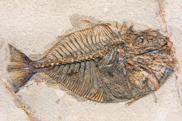 Fossil of Vomeropsis triurus, an extinct genus of prehistoric bony fish