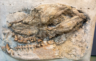 Fossilized skull of Palaeotherium magnum, an extinct genus of perissodactyl ungulate