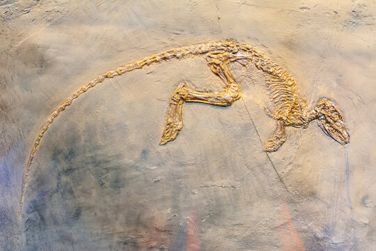 Fossilized skeleton of Paroodectes feisti, a miacid animal that lived during the early Eocene