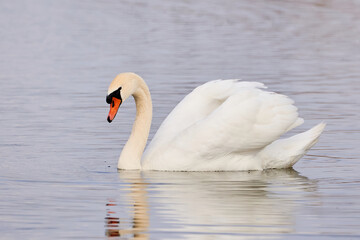 Mute swan resting in a pond (Cygnus olor)	