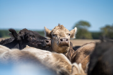 Speckled park calf, Murray grey and Angus cows grazing on lush pasture. while they enjoy the sun...
