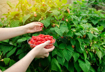 Freshly picked raspberries in hand of farmer. Summer healthy harvest. Berry harvesting. Selective focus