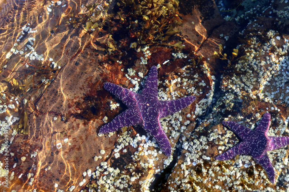 Poster Two violet coloured starfish beneath the surface of the water