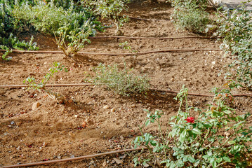Drip Irrigation, an Israeli invention, allows dry land to produce crops in  deserts and dry soil, Negev Desert, Israel, Aug 2008 - obrazy, fototapety, plakaty