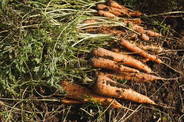 Fresh carrots. Harvest fresh organic carrots on the ground. Pile of fresh ripe carrots on field....