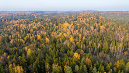 Aerial drone view over autumn forest.