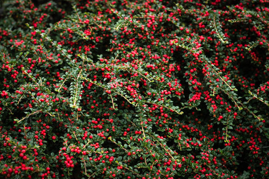 Cotoneaster bush with red berries and green leaves. Red and green texture background. Great for Christmas decorations