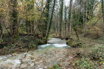 Small river in a forest in autumn