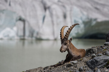 The ibex and the Fellaria glacier