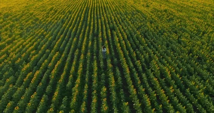Quadcopter is flying over a sunflower field, the flowers are in rows. Woman in jeans walks through a blooming field, rear view. Endless golden field with sunflowers. 4k, ProRes