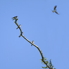 Group of barn swallows (Hirundo rustica) sitting on a bare branch, one of the birds is flying into the blue sky, copy space