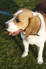 Dog beagle 