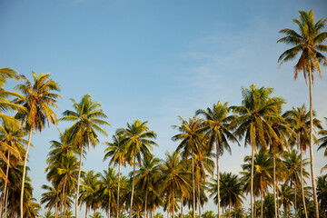 Fototapeta na wymiar Coconut palm trees Beautiful tropical background Nature environment palm trees in Summer sunny day